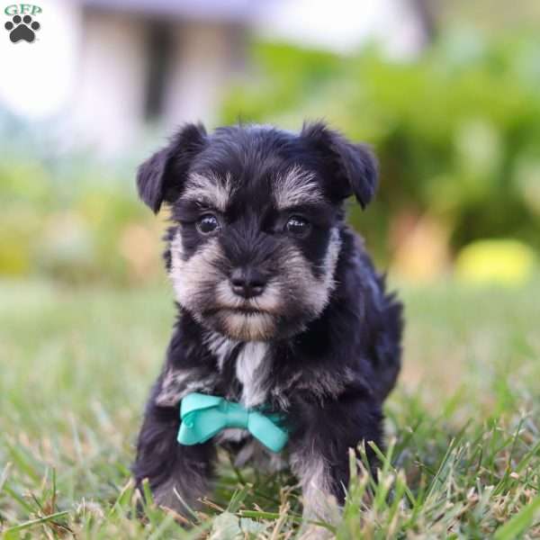 Preston, Miniature Schnauzer Puppy